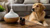 Essential Oil Diffuser Safety Tips for Pets