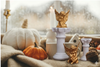 Angel Figurines & Decor Collection- Starting at: